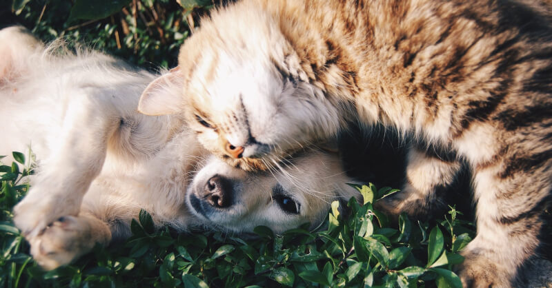 Cursus Vakbekwaamheid honden- en kattenbesluit